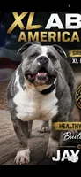 Ace, a male American Bully for sale in Charlemont, MA – 3 of 4