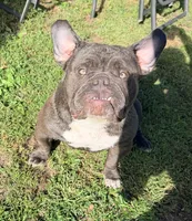 Bluey, a female American Bully for sale in Charlemont, MA – 6 of 6