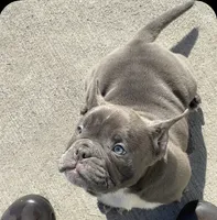Bluey, a female American Bully for sale in Charlemont, MA – 2 of 6