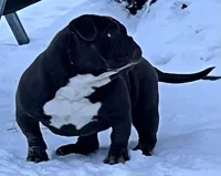 Bluey, a female American Bully for sale in Charlemont, MA – Photo 2 of 5