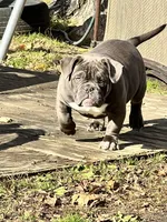 Bluey, a female American Bully for sale in Charlemont, MA – Photo 5 of 5