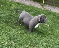 Bluey, a female American Bully for sale in Charlemont, MA – Photo 3 of 5