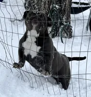 Bluey, a female American Bully for sale in Charlemont, MA – Photo 4 of 5