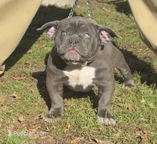 Bluey, a female American Bully for sale in Charlemont, MA – Photo 1 of 5