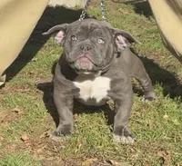 Bluey, a female American Bully for sale in Charlemont, MA – Photo 1 of 5