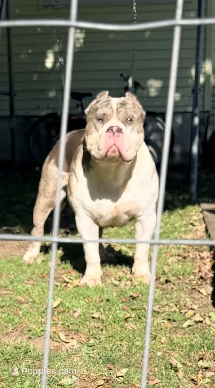 Broadway  – American Bully puppy for sale in Charlemont, MA