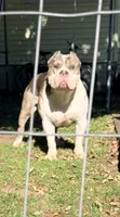 Broadway , a male American Bully for sale in Charlemont, MA – 1 of 3