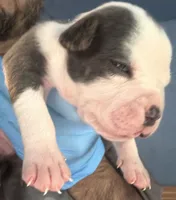 Ace, a male American Bully for sale in Charlemont, MA – 2 of 4