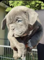 Bluey, a female American Bully for sale in Charlemont, MA – 1 of 6