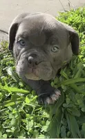 Bluey, a female American Bully for sale in Charlemont, MA – 3 of 6