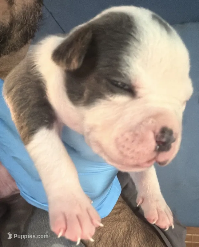 Ace – American Bully puppy for sale in Charlemont, MA