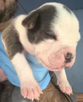 Ace, a male American Bully for sale in Charlemont, MA – 1 of 4