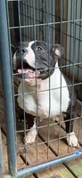 Ace, a male American Bully for sale in Charlemont, MA – 4 of 4