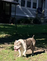 Broadway , a male American Bully for sale in Charlemont, MA – 2 of 3