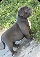 Bluey, a female American Bully for sale in Charlemont, MA – 4 of 6