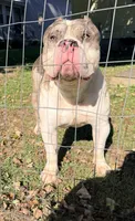 Broadway , a male American Bully for sale in Charlemont, MA – 3 of 3