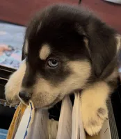 Green (Collar Color), a female Siberian Husky and Golden Retriever for sale in San Diego, CA – Photo 4 of 4