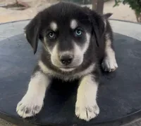 Green (Collar Color), a female Siberian Husky and Golden Retriever for sale in San Diego, CA – Photo 1 of 4