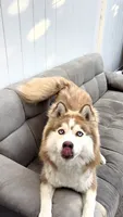 Khaleesi, a female Siberian Husky for sale in Los Angeles, CA – 9 of 9
