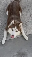 Khaleesi, a female Siberian Husky for sale in Los Angeles, CA – 6 of 9