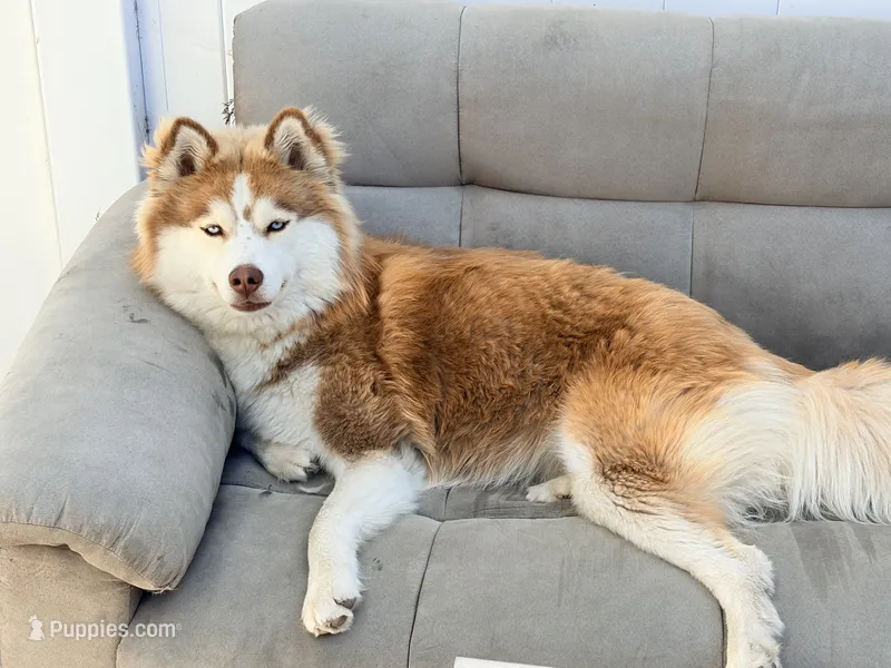 Khaleesi – Siberian Husky puppy for sale in Los Angeles, CA