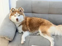 Khaleesi, a female Siberian Husky for sale in Los Angeles, CA – 1 of 9