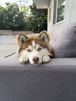 Khaleesi, a female Siberian Husky for sale in Los Angeles, CA – 5 of 9