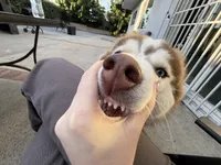 Khaleesi, a female Siberian Husky for sale in Los Angeles, CA – 4 of 9