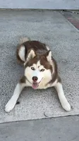 Khaleesi, a female Siberian Husky for sale in Los Angeles, CA – 8 of 9