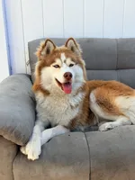 Khaleesi, a female Siberian Husky for sale in Los Angeles, CA – 2 of 9