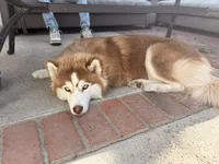 Khaleesi, a female Siberian Husky for sale in Los Angeles, CA – 3 of 9