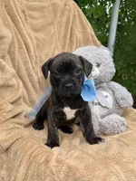 Pluto , a female American Pit Bull Terrier for sale in Miami, FL – 7 of 10