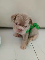 Tesla (New shade big rope fluffy boy ) , a male French Bulldog for sale in Miami, FL – 4 of 9