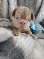 Tesla (New shade big rope fluffy boy ) , a male French Bulldog for sale in Miami, FL – 8 of 9