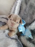 Tesla (New shade big rope fluffy boy ) , a male French Bulldog for sale in Miami, FL – 9 of 9