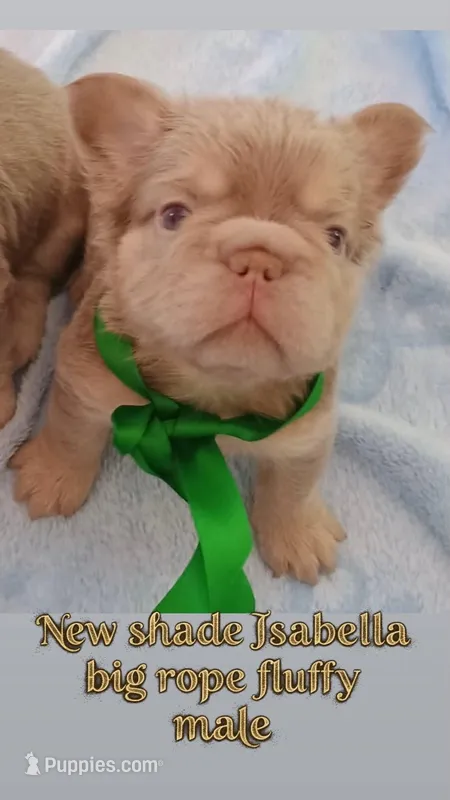 Tesla (New shade big rope fluffy boy )  – French Bulldog puppy for sale in Miami, FL