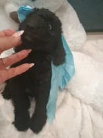 Bear, a female Goldendoodle for sale in Miami, FL – 7 of 10