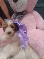 Lily , a female Goldendoodle for sale in Miami, FL – 9 of 10