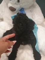Bear, a female Goldendoodle for sale in Miami, FL – 2 of 10