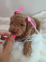 Camila , a female Goldendoodle for sale in Miami, FL – 3 of 10
