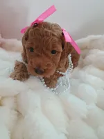 Camila , a female Goldendoodle for sale in Miami, FL – 4 of 10