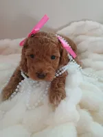 Camila , a female Goldendoodle for sale in Miami, FL – 2 of 10