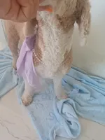 Suna , a female Goldendoodle for sale in Miami, FL – 2 of 10