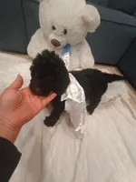 Cookie, a female Goldendoodle for sale in Miami, FL – 3 of 10
