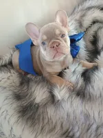 Bentley (fluffy carrier New shade Isabella lilac boy), a male French Bulldog for sale in Miami, FL – 2 of 10