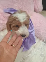 Lily , a female Goldendoodle for sale in Miami, FL – 3 of 10