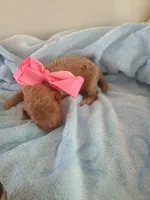 Camila , a female Goldendoodle for sale in Miami, FL – 6 of 10