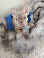 Bentley (fluffy carrier New shade Isabella lilac boy), a male French Bulldog for sale in Miami, FL – 9 of 10