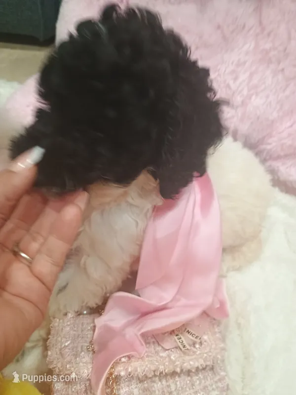 Ruri – Goldendoodle puppy for sale in Miami, FL