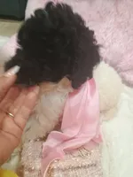 Ruri, a female Goldendoodle for sale in Miami, FL – 1 of 10